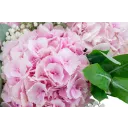 bouquet of hydrangeas